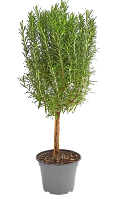 Dehner Gourmet Garten Rosmarin, Stamm