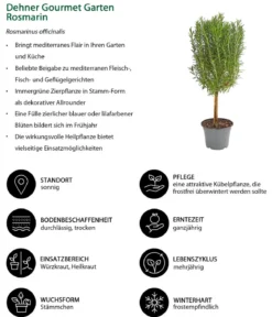 Dehner Gourmet Garten Rosmarin, Stamm