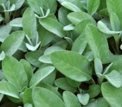 Dehner Gourmet Garten Salbei