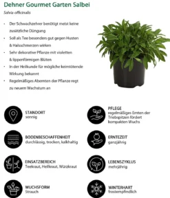 Dehner Gourmet Garten Salbei