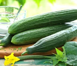 Dehner Gourmet Garten Schlangengurke, veredelt