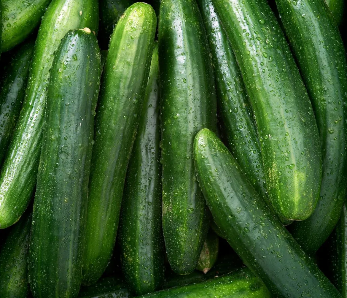 Dehner Gourmet Garten Schlangengurke, veredelt