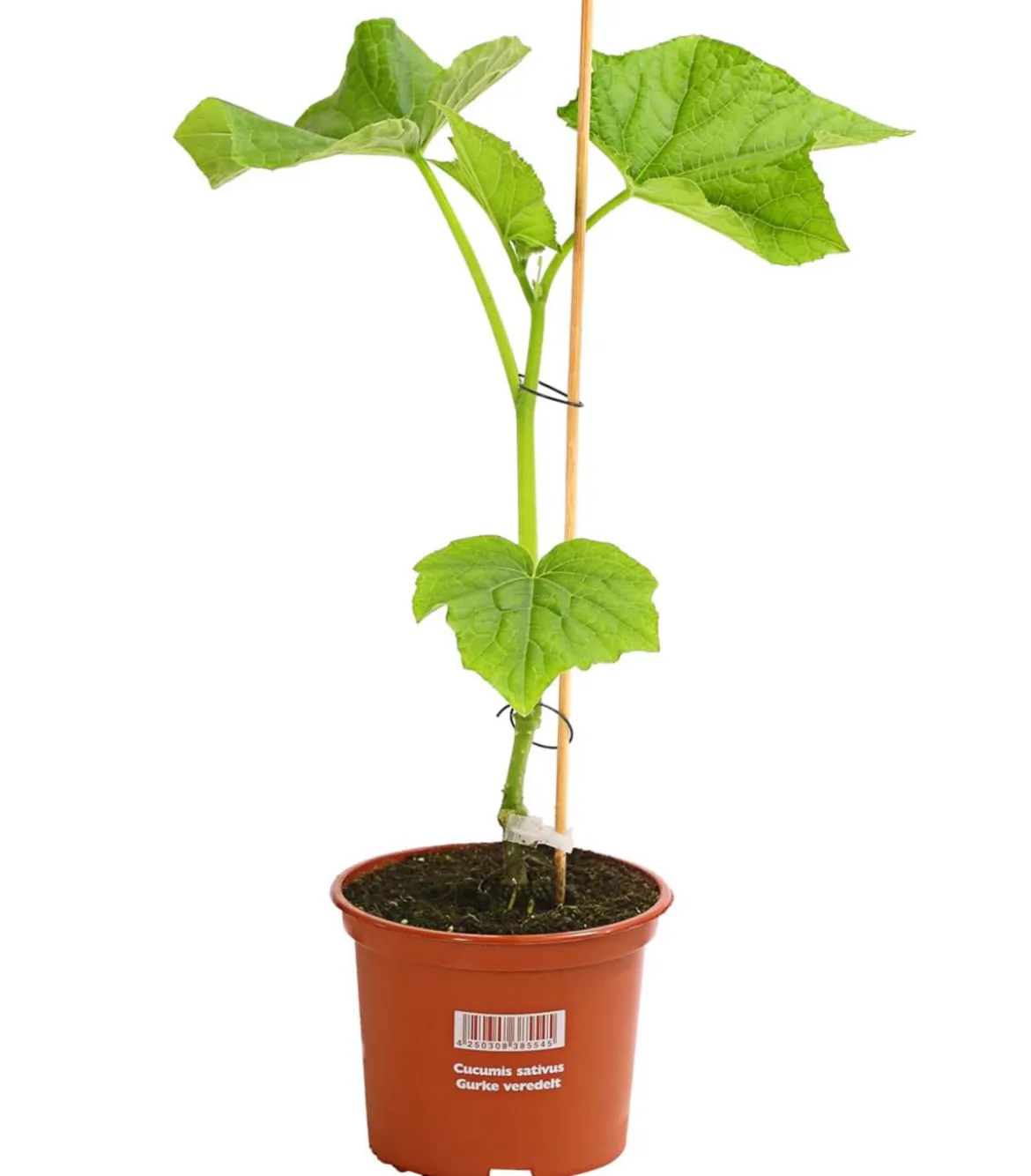 Dehner Gourmet Garten Schlangengurke, veredelt