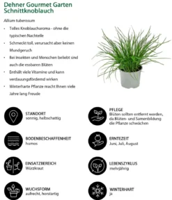 Dehner Gourmet Garten Schnittknoblauch