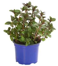 Dehner Gourmet Garten Schokoladenminze