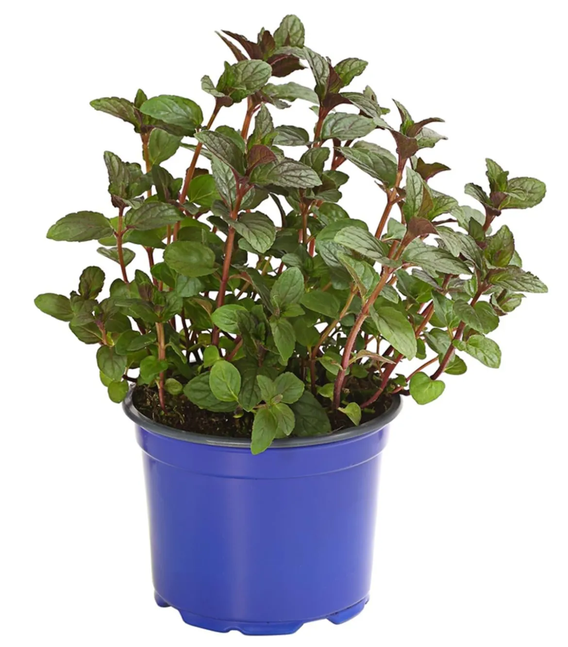 Dehner Gourmet Garten Schokoladenminze