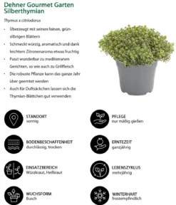 Dehner Gourmet Garten Silberthymian