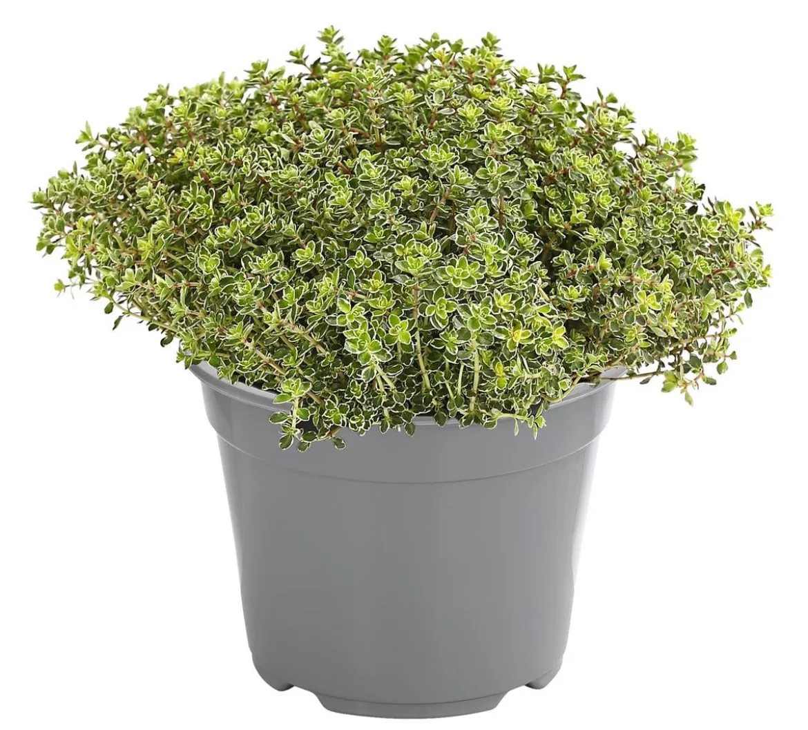 Dehner Gourmet Garten Silberthymian