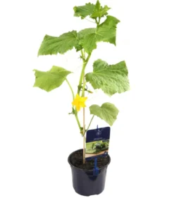 Dehner Gourmet Garten Snackgurke, veredelt