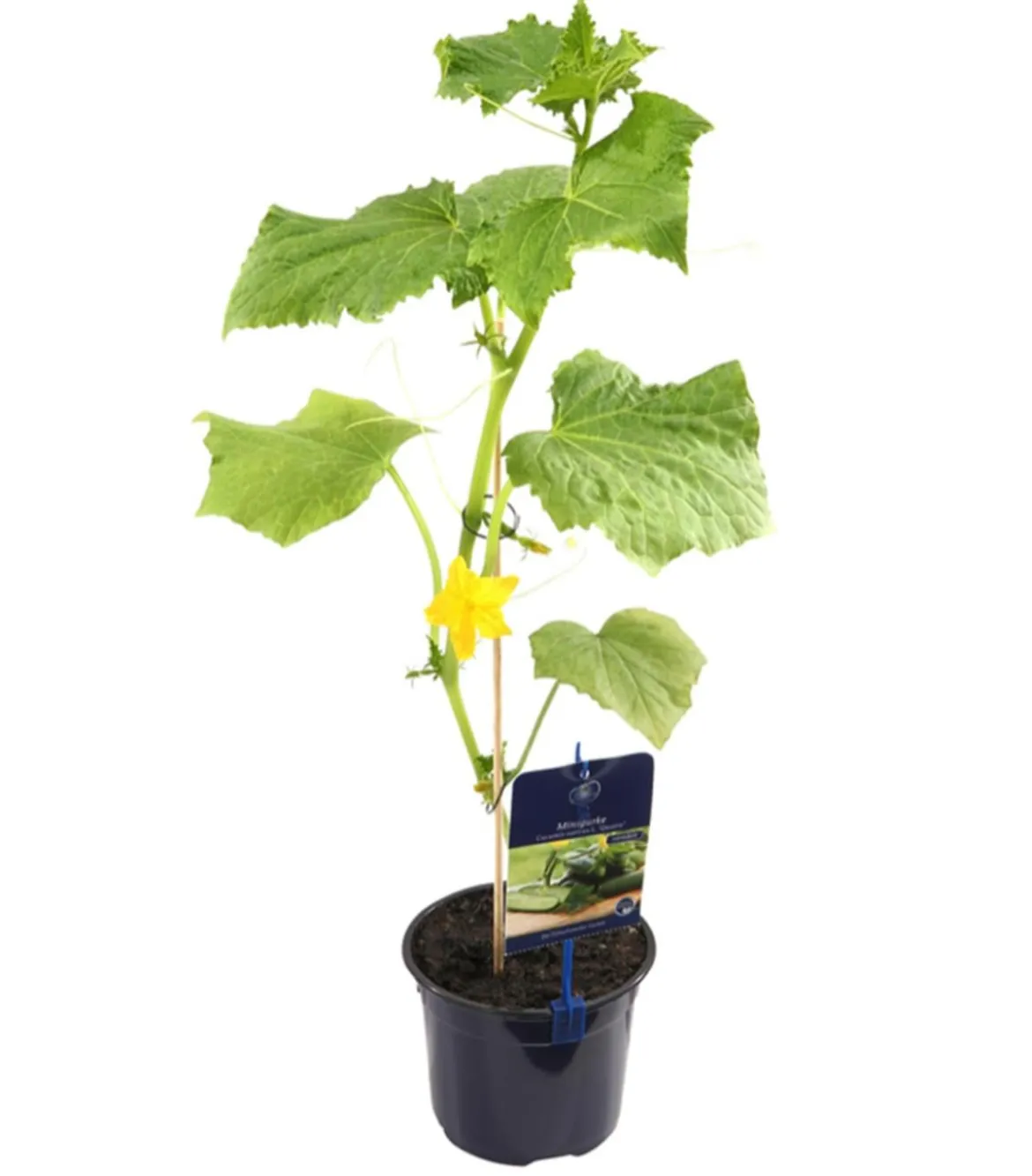 Dehner Gourmet Garten Snackgurke, veredelt