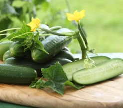 Dehner Gourmet Garten Snackgurke, veredelt