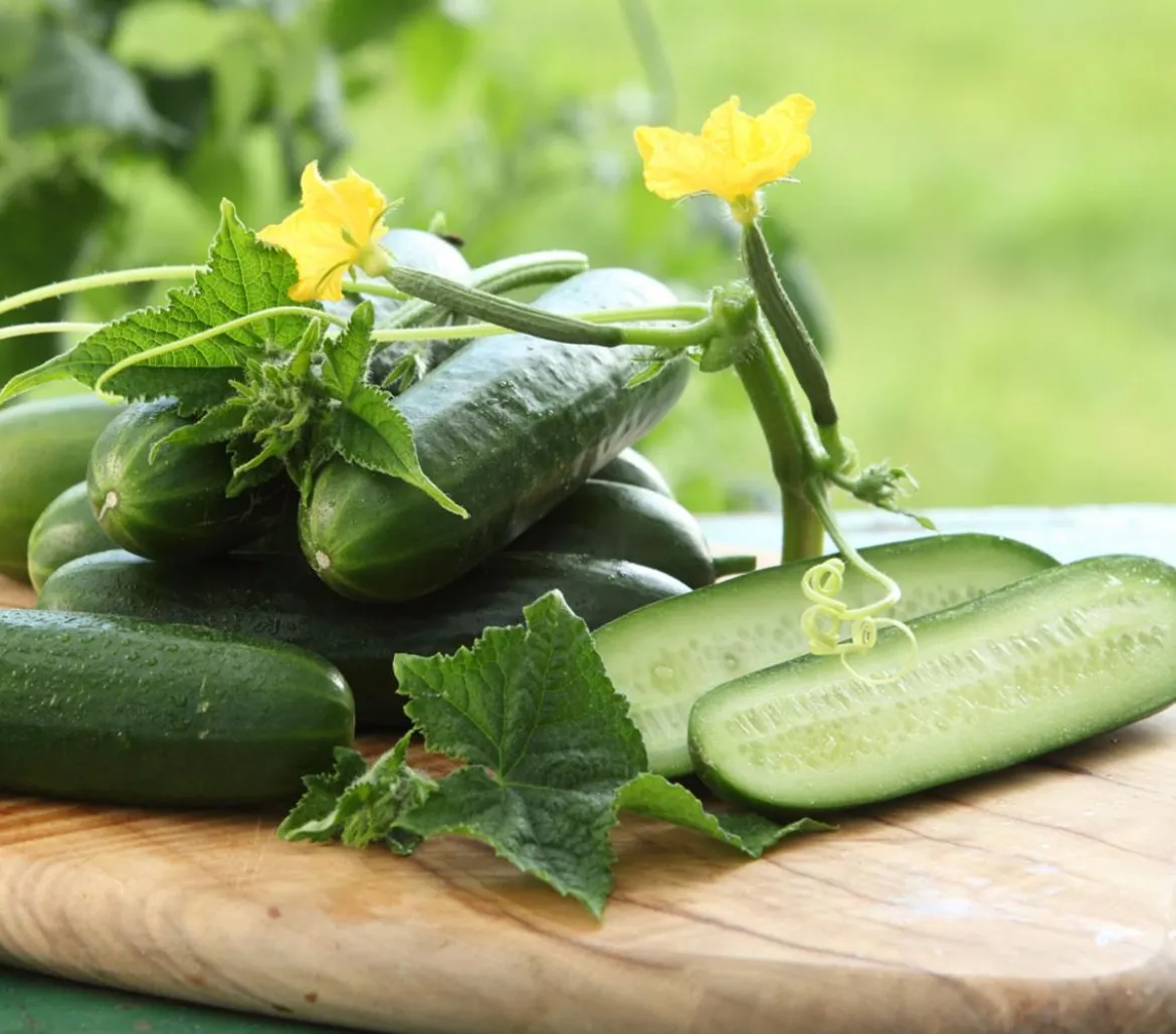 Dehner Gourmet Garten Snackgurke, veredelt