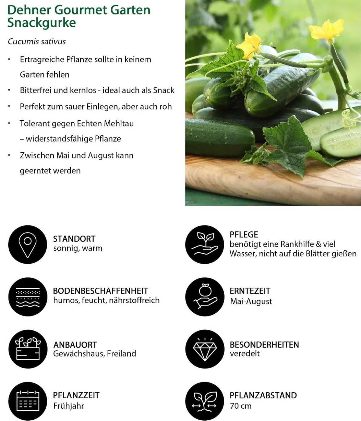 Dehner Gourmet Garten Snackgurke, veredelt