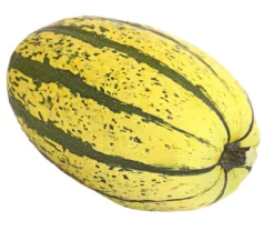 Dehner Gourmet Garten Spaghetti-Kürbis