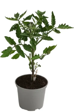 Dehner Gourmet Garten Steaktomate, veredelt
