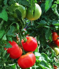 Dehner Gourmet Garten Steaktomate, veredelt