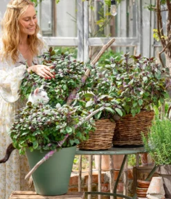 Dehner Gourmet Garten Strauchbasilikum 'Magic Blue'