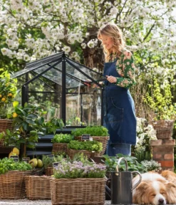 Dehner Gourmet Garten Strauchbasilikum 'Magic Blue'