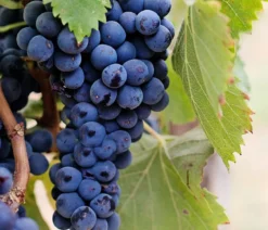 Dehner Gourmet Garten Tafeltraube 'Muscat Bleu'