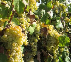 Dehner Gourmet Garten Tafeltraube 'Palatina'