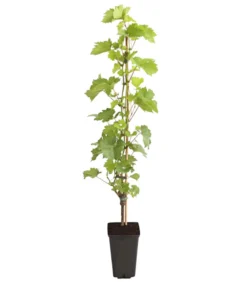 Dehner Gourmet Garten Tafeltraube 'Palatina'