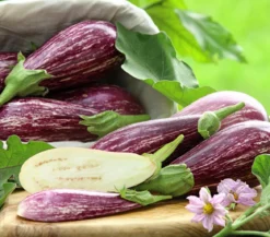 Dehner Gourmet Garten Tigeraubergine