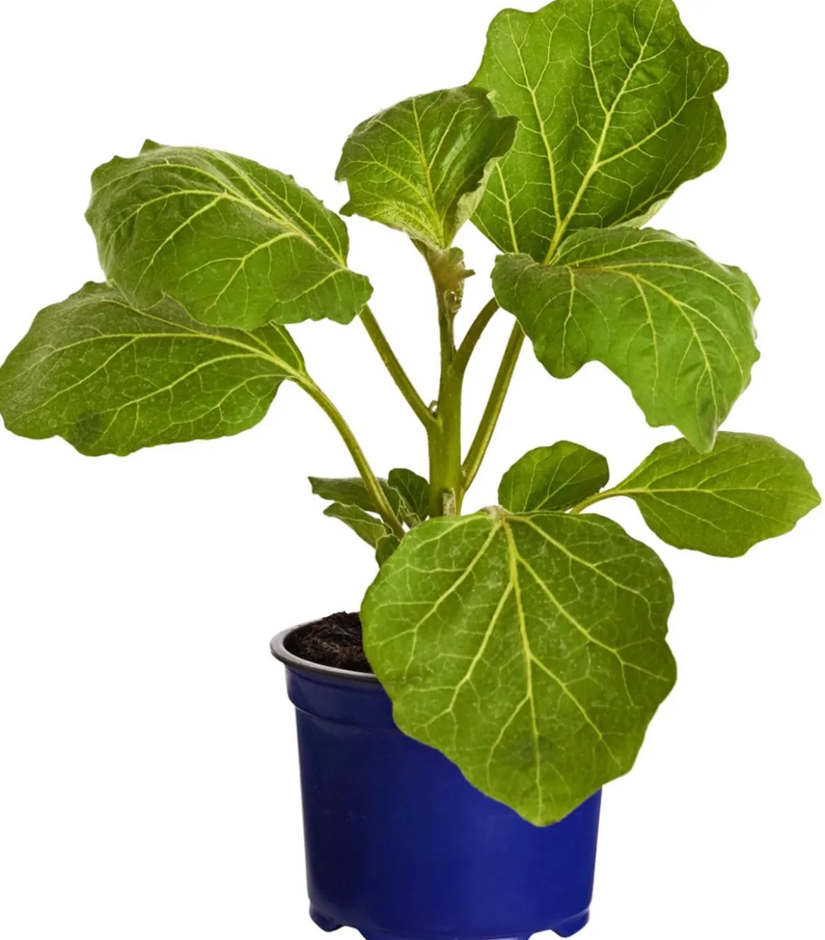 Dehner Gourmet Garten Tigeraubergine
