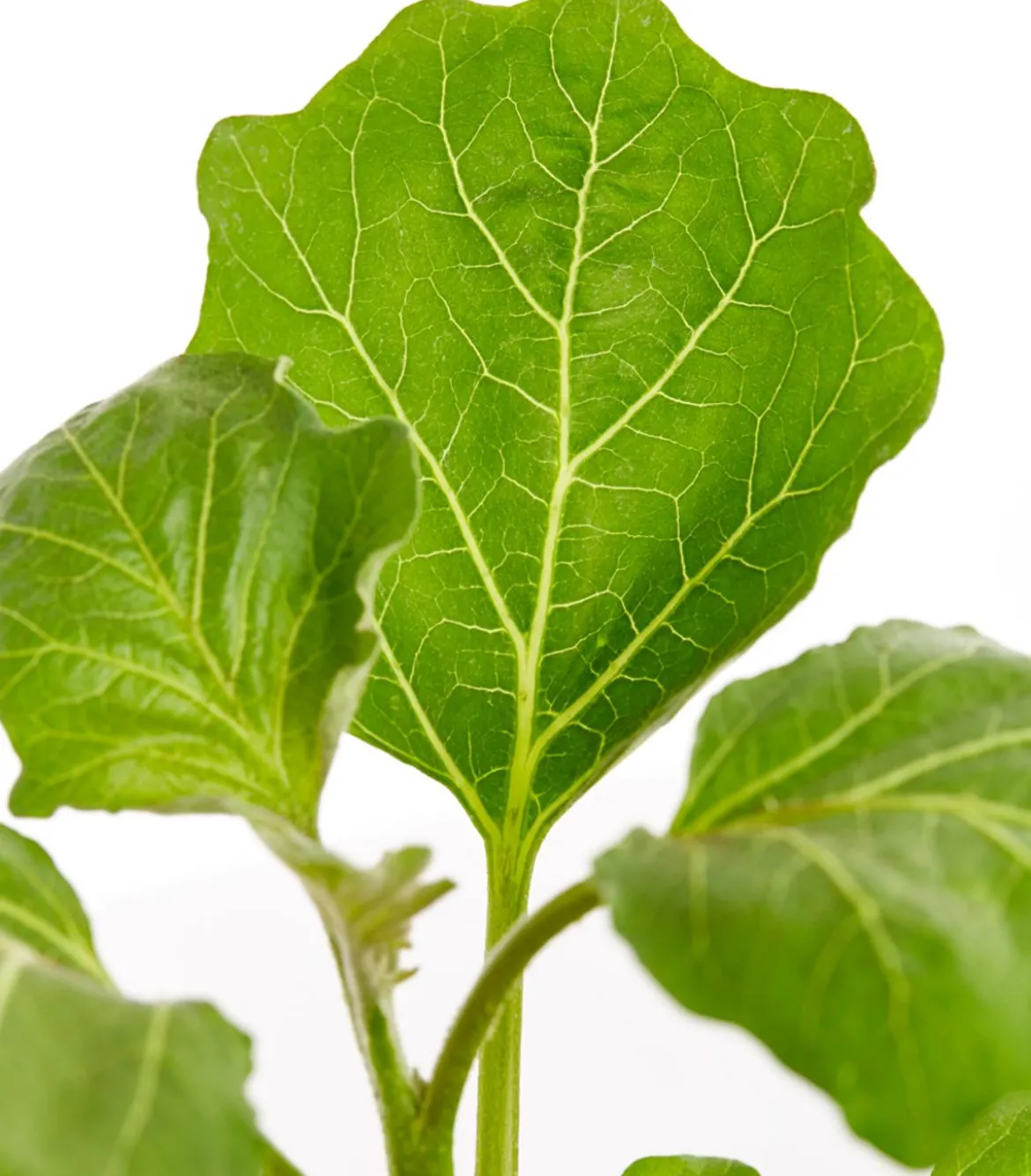 Dehner Gourmet Garten Tigeraubergine