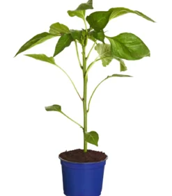 Dehner Gourmet Garten Tomatenpaprika