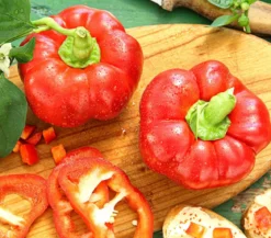 Dehner Gourmet Garten Tomatenpaprika