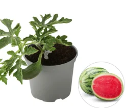 Dehner Gourmet Garten Wassermelone, veredelt