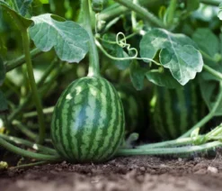 Dehner Gourmet Garten Wassermelone, veredelt