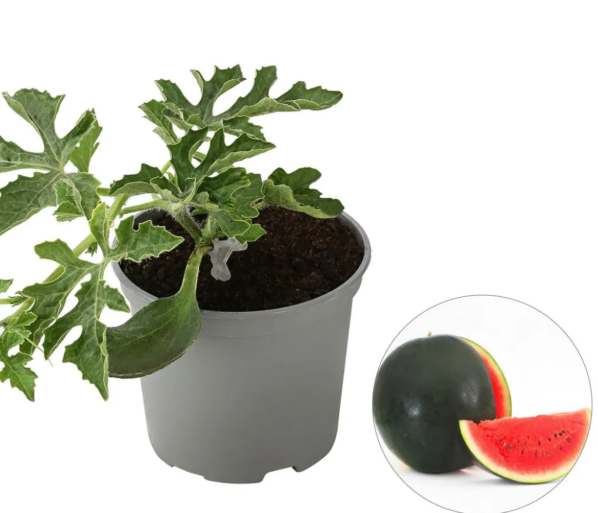Dehner Gourmet Garten Wassermelone, veredelt
