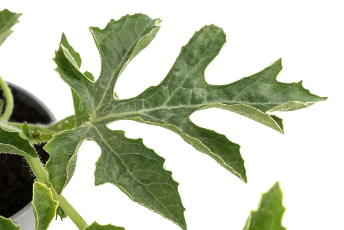 Dehner Gourmet Garten Wassermelone, veredelt