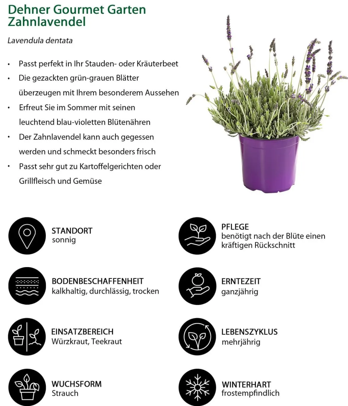 Dehner Gourmet Garten Zahnlavendel