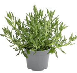 Dehner Gourmet Garten Zahnlavendel