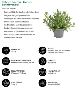 Dehner Gourmet Garten Zahnlavendel
