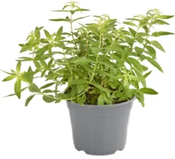 Dehner Gourmet Garten Zitronenverbene