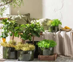 Dehner Gourmet Garten Zitronenmelisse