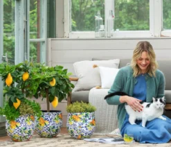 Dehner Gourmet Garten Zitronenmelisse