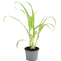 Dehner Gourmet Garten Zitronengras