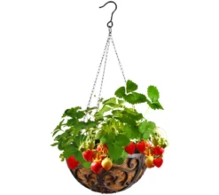 Dehner Gusseisen-Hängeampel Katalonien mit Kokoseinlage, rund, rost, ca. Ø30/H15 cm