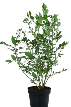 Dehner Heidelbeere 'Bluecrop'