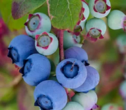 Dehner Heidelbeere 'Bluecrop'