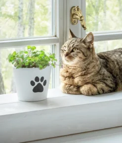 Dehner Keramik-Übertopf Paw, konisch, weiß, ca. Ø13 cm