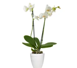 Dehner Keramik-Übertopf Rille, konisch, ca. Ø13 cm
