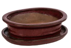 Dehner Keramik-Bonsaischale, oval, rot/grau