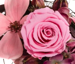 Dehner Keramik-Jardiniere mit Longlife-Rose Mila, rosa, ca. B17/H12/T8 cm