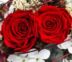 Dehner Keramik-Jardiniere mit Longlife-Rose Kiara, rot, ca. B23/H15/T12 cm