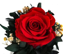 Dehner Keramik-Schale mit Longlife-Rose Perla, ca. Ø12/H16 cm